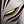 Vasto Lorde Vasto Lorde